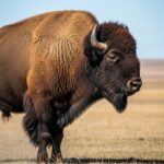 Animal Stock Photos