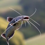 Aquatic Animal Stock Photos