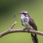Bird Stock Photos