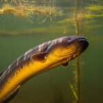 Aquatic Animal Stock Photos