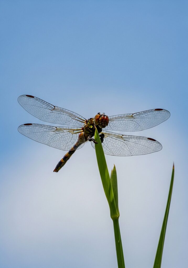 Insect Stock Photos